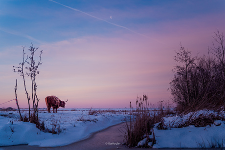 Winterse ochtend in het Rasterhoffpark 