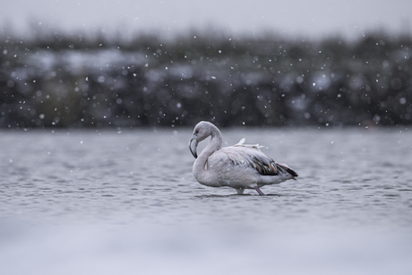 Flamingo in de sneeuw