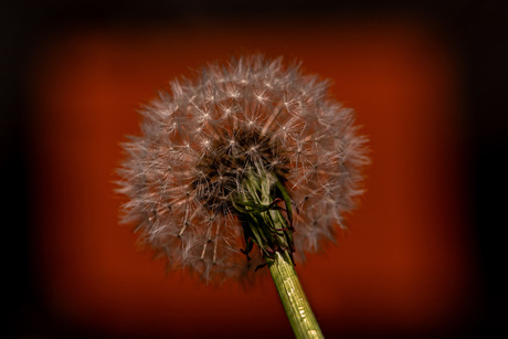 Paardenbloem