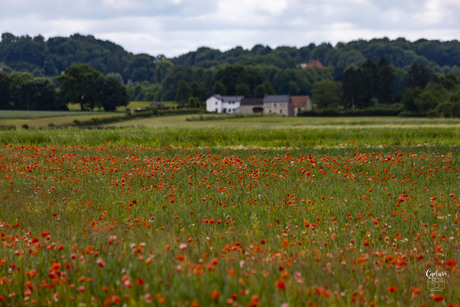 Klaprozenveld