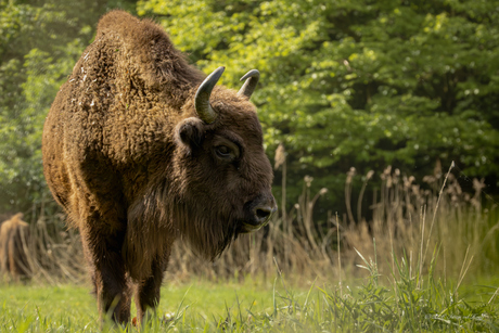 Wisent
