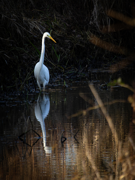 Grote zilverreiger
