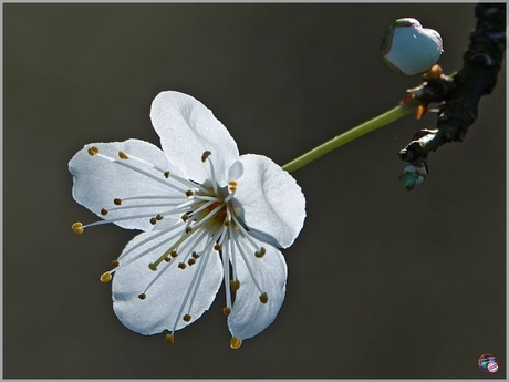 Kerspruimbloesem …