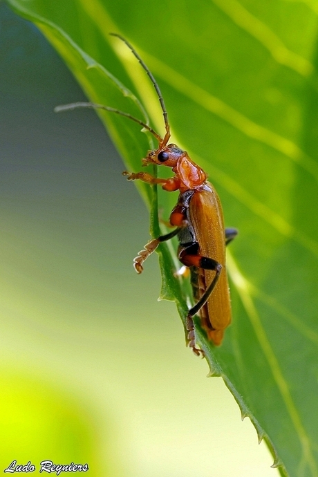 Bleekgele weekschildkever