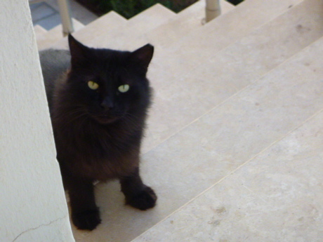 Look into My Eyes by Elle Hart