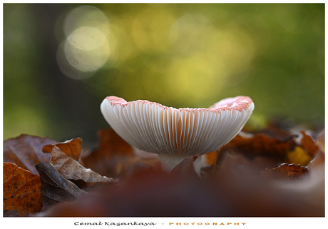 Russula