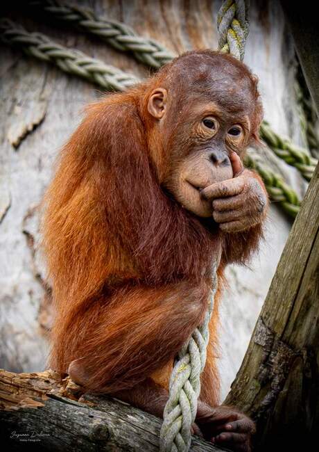 Baby Orang-oetan in pairi daiza 