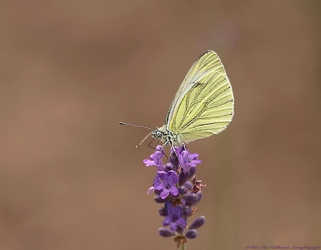 Geaderd witje