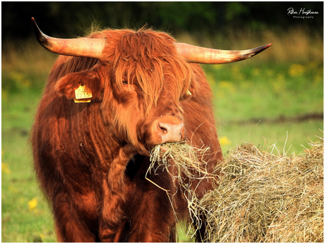 Schotse Hooglander.