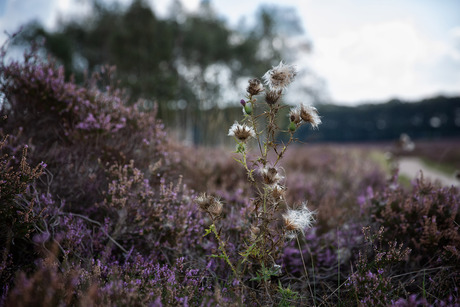 Speerdistel