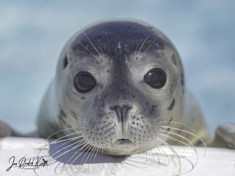 Zeehond