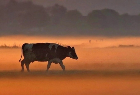 Eenzame koe loopt door mistig landschap