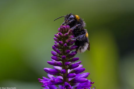 Eigen tuin