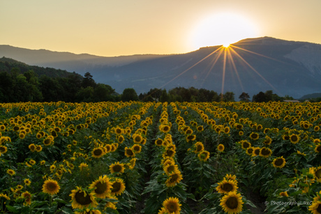 Zonsondergang Zonnebloemen
