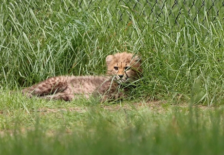 jonge Cheeta