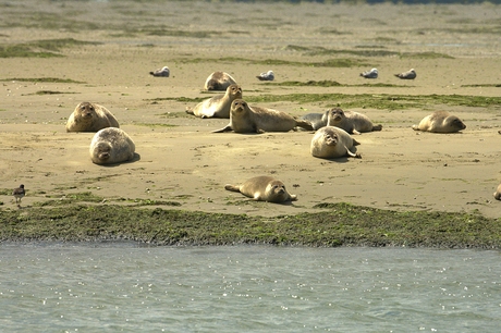 Zeehonden