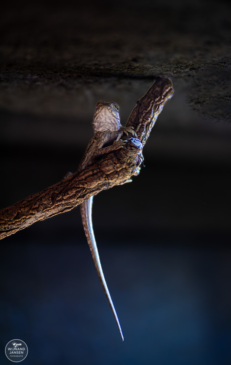 Bearded dragon pogona