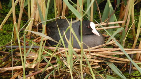 Meerkoet op nest