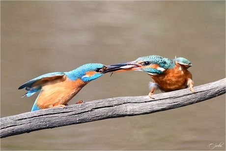 Visoverdracht ijsvogels