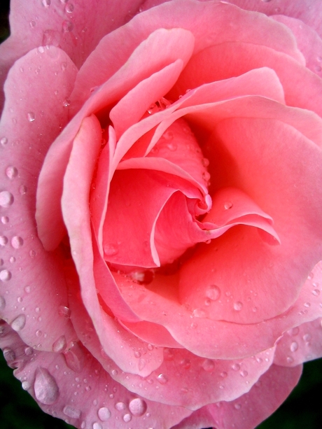 Roos na de regen1.