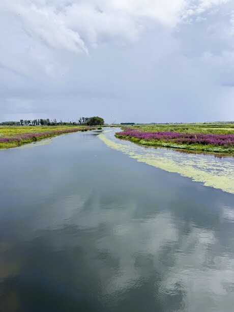 biesbosch