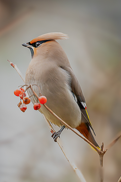 Pestvogel 