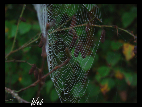 Web