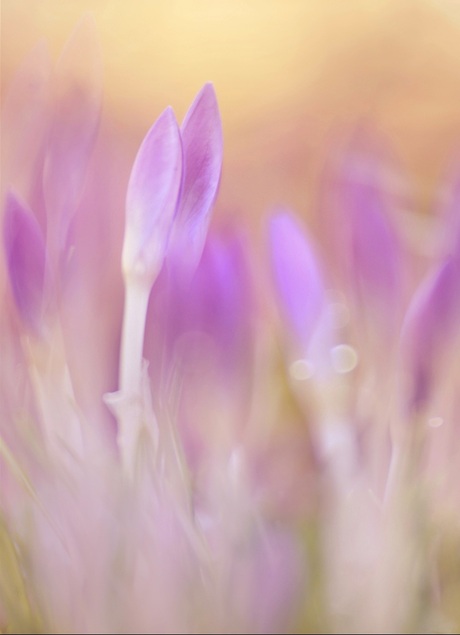 Ik verlang naar het voorjaar 