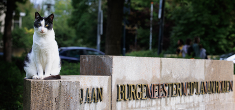 van straatkat tot burgemeester 