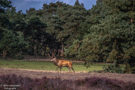 Hoge Veluwe