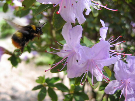 Hommel in motion