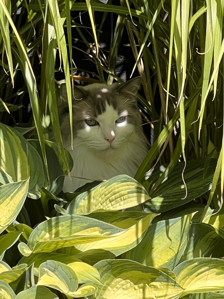 Joris in zijn oerwoud