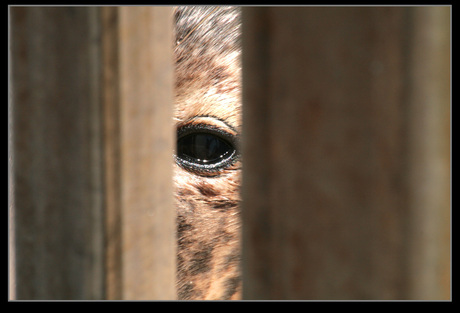 Oog van een zeehond