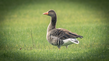 Grauwe gans