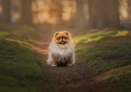 Pom in het bos