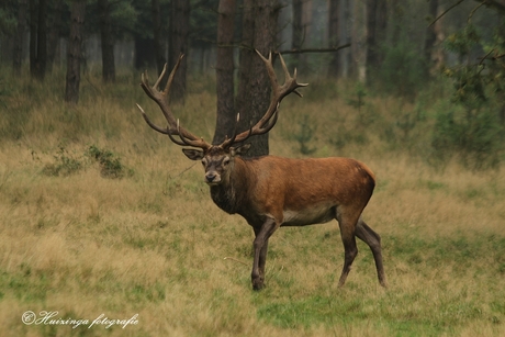 Dagje Veluwe