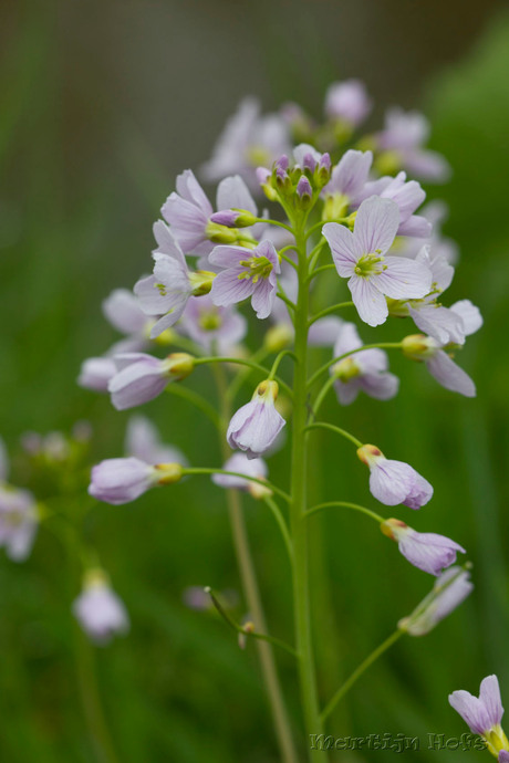 pinksteren moet nog komen maar de bloem is er al