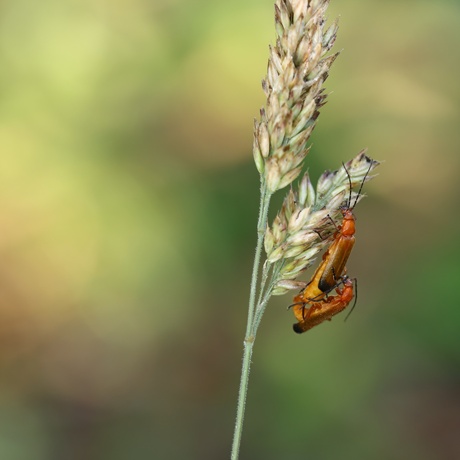 Samen