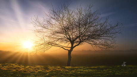 Lonely tree