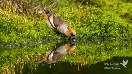 De appelvink.