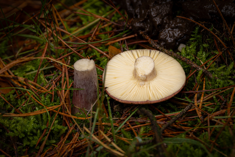 Broken mushroom