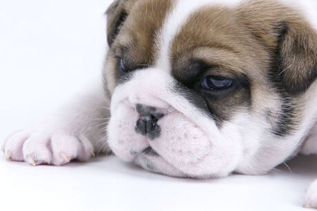 Engelse Bulldog pup, 3 weekjes oud.