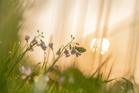 Blik in het veld