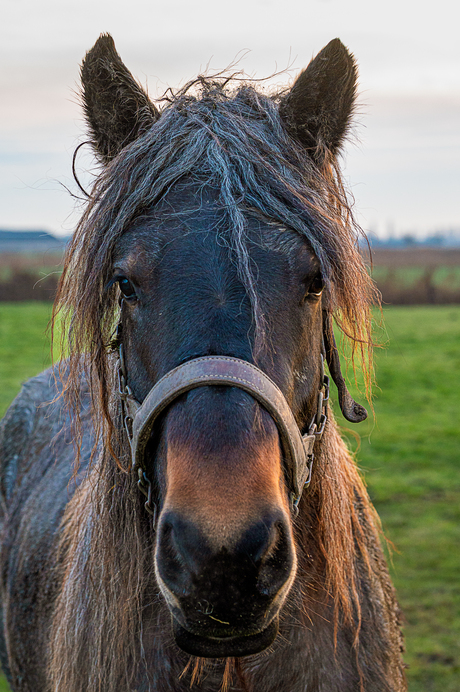 er staat een paard in de ... wei