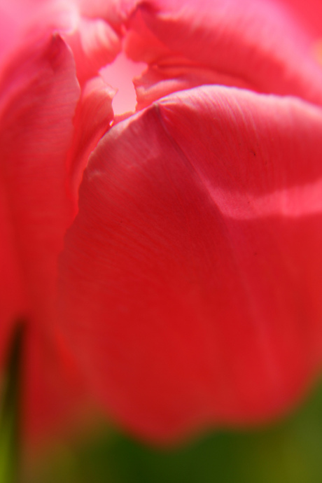 tulpen I