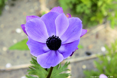 Anemonenveld in holland.