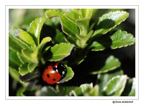 Ladybird