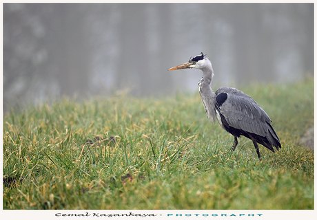 Blauwe reiger