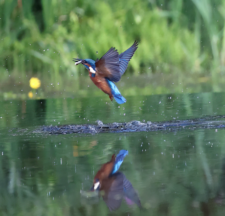 ijsvogel