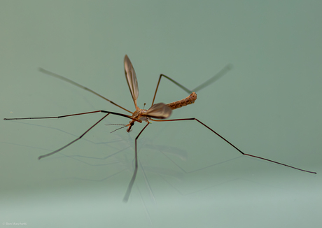 Nagenoeg geen vogels bij het vakantieadres,dan maar op insectenjacht.